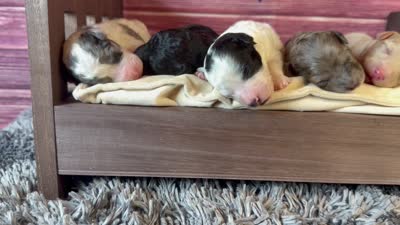 Boston, a male Poodle - Toy  for sale in Shirley, NY – 4 of 4