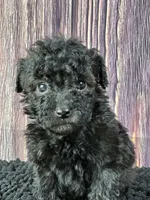 Mikey, a male Poodle - Miniature  for sale in Shirley, NY – Photo 2 of 4