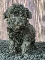 Mikey, a male Poodle - Miniature  for sale in Shirley, NY – Photo 1 of 4