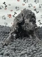 Mikey, a male Poodle - Miniature  for sale in Shirley, NY – Photo 4 of 4