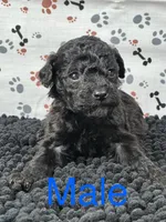 Mikey, a male Poodle - Miniature  for sale in Shirley, NY – Photo 3 of 4