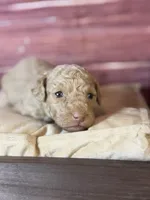 Bruce, a male Poodle - Toy  for sale in Shirley, NY – 2 of 7
