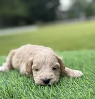 Nova, a female Cockapoo for sale in Shirley, NY – 5 of 9