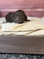 Nixon, a male Cockapoo for sale in Shirley, NY – 2 of 4