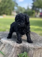 Bruno, a male Poodle - Toy  for sale in Shirley, NY – 2 of 6