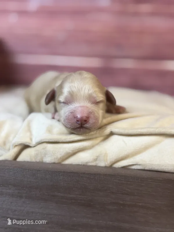 Nala – Cockapoo puppy for sale in Shirley, NY