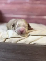 Nala, a female Cockapoo for sale in Shirley, NY – 1 of 4