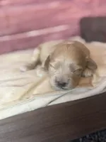 Nova, a female Cockapoo for sale in Shirley, NY – 6 of 9