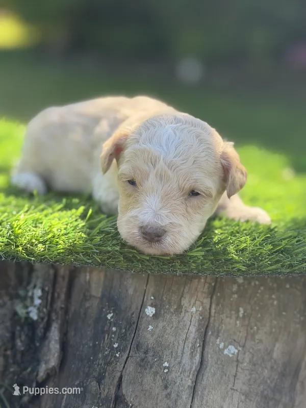 Elio – Maltipoo puppy for sale in Shirley, NY