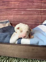 Atlas, a male Maltipoo for sale in Shirley, NY – 5 of 5