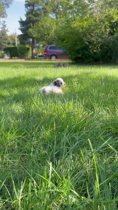 Banner, a male Poodle - Toy  for sale in Shirley, NY – 8 of 8
