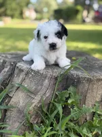Boston, a male Poodle - Toy  for sale in Shirley, NY – 3 of 8