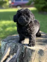 Nora, a female Cockapoo for sale in Shirley, NY – 3 of 4