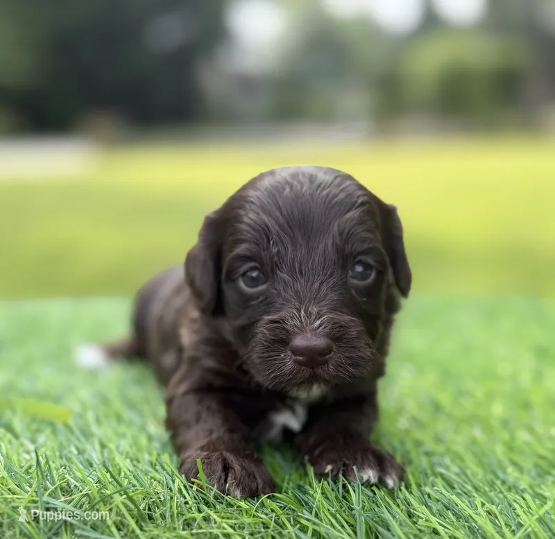 Nixon – Cockapoo puppy for sale in Shirley, NY