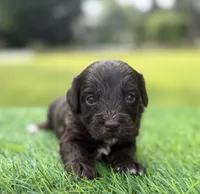 Nixon, a male Cockapoo for sale in Shirley, NY – 1 of 10