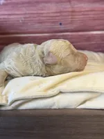 Bruce, a male Poodle - Toy  for sale in Shirley, NY – 3 of 4