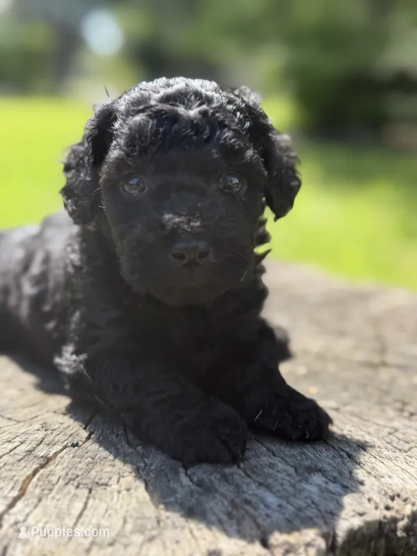 Nora  – Cockapoo puppy for sale in Shirley, NY