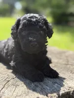 Nora , a female Cockapoo for sale in Shirley, NY – 4 of 8