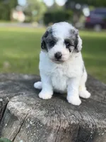 Banner, a male Poodle - Toy  for sale in Shirley, NY – 3 of 8