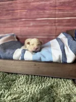 Elio, a male Maltipoo for sale in Shirley, NY – 3 of 5