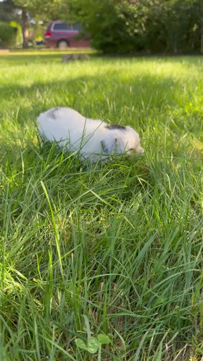 Boston, a male Poodle - Toy  for sale in Shirley, NY – 8 of 8