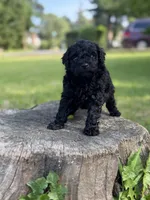 Bruno, a male Poodle - Toy  for sale in Shirley, NY – 4 of 6
