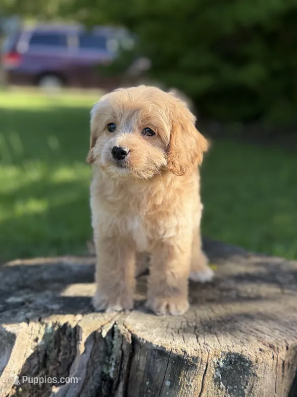 Nova – Cockapoo puppy for sale in Shirley, NY