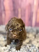 Ariel, a female Cockapoo for sale in Shirley, NY – Photo 2 of 4