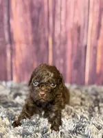 Ariel, a female Cockapoo for sale in Shirley, NY – Photo 4 of 4
