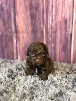 Ariel, a female Cockapoo for sale in Shirley, NY – Photo 1 of 4