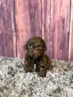 Ariel, a female Cockapoo for sale in Shirley, NY – Photo 3 of 4