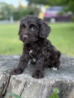 Nox, a male Cockapoo for sale in Shirley, NY – 3 of 9