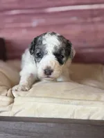 Banner, a male Poodle - Toy  for sale in Shirley, NY – 5 of 8
