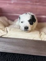 Boston, a male Poodle - Toy  for sale in Shirley, NY – 7 of 8
