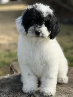 Mr. mustache, a male Poodle - Miniature  for sale in Shirley, NY – Photo 2 of 4