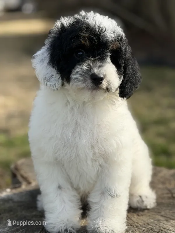 Mr. mustache – Poodle - Miniature  puppy for sale in Shirley, NY
