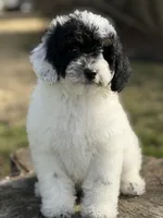 Mr. mustache, a male Poodle - Miniature  for sale in Shirley, NY – Photo 1 of 4
