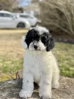 Mr. mustache, a male Poodle - Miniature  for sale in Shirley, NY – Photo 4 of 4