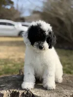 Mr. mustache, a male Poodle - Miniature  for sale in Shirley, NY – Photo 3 of 4