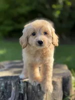 Nova, a female Cockapoo for sale in Shirley, NY – 4 of 5
