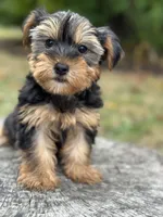 Jax, a male Yorkshire Terrier for sale in Shirley, NY – Photo 1 of 3