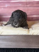 Bane (dark blue Merle), a male Poodle - Toy  for sale in Shirley, NY – 2 of 10