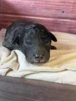 Bane (dark blue Merle), a male Poodle - Toy  for sale in Shirley, NY – 5 of 6