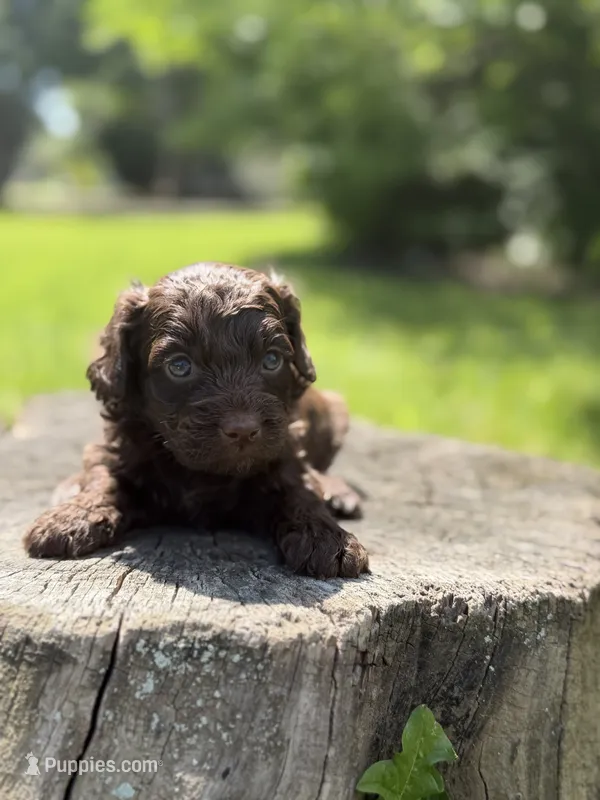 Nash – Cockapoo puppy for sale in Shirley, NY