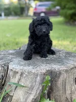 Nora , a female Cockapoo for sale in Shirley, NY – 2 of 8