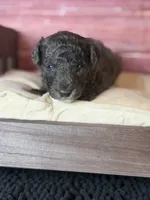 Bane (dark blue Merle), a male Poodle - Toy  for sale in Shirley, NY – 3 of 10