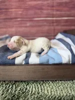 Atlas, a male Maltipoo for sale in Shirley, NY – 4 of 5