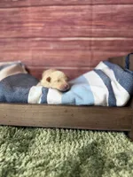 Elio, a male Maltipoo for sale in Shirley, NY – 2 of 5