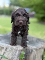 Nox, a male Cockapoo for sale in Shirley, NY – 4 of 9