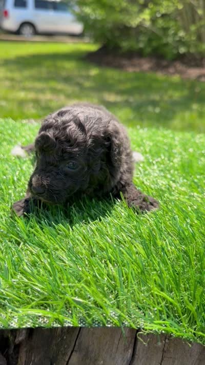 Navy bleu (rare dilute color), a female Poodle - Toy  for sale in Shirley, NY – 5 of 5